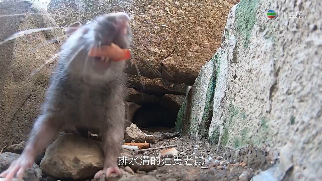 另外有老鼠在水溝搵食。