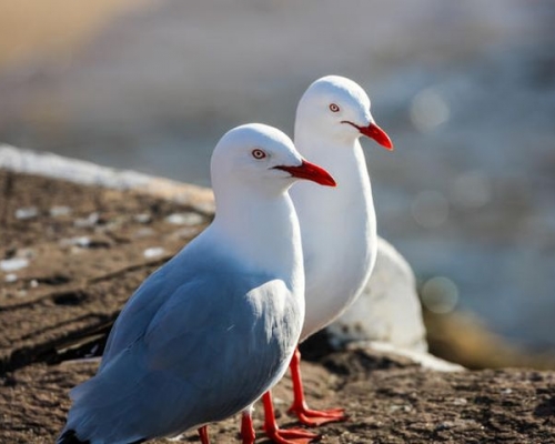 澳洲銀鷗攜帶抗藥性超級病菌。示意網圖