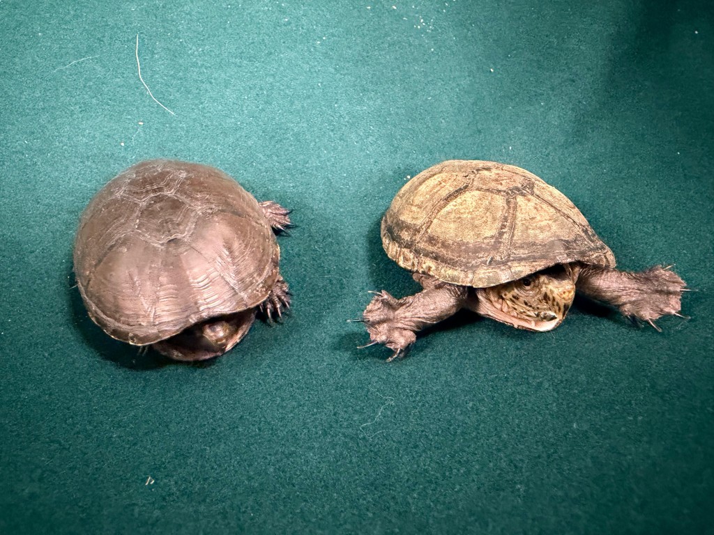 部分檢獲的懷疑受管制屬瀕危物種的活龜。