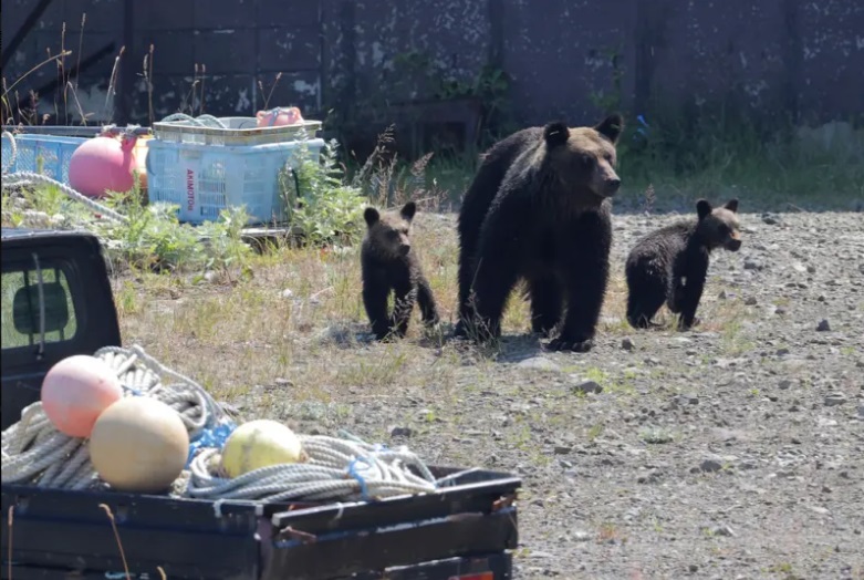 日本今年熊害特別嚴重，由於山上橡實失收，大量熊隻下山覓食。