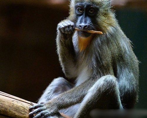 美國大約80%用於科學研究的所有靈長類動物，都是購自中國。 示意圖