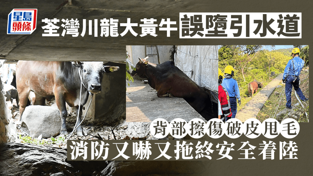 荃灣川龍大黃牛誤墮引水道 消防又嚇又拖終救回地面