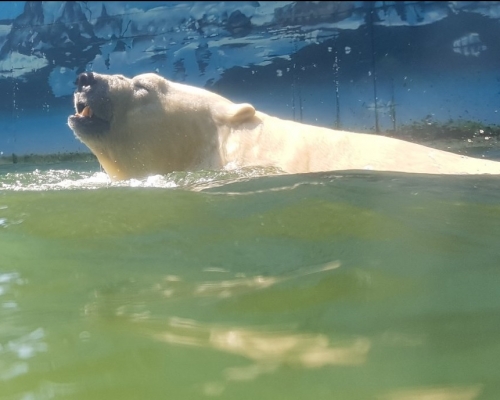 動物園內的北極熊。網上圖片