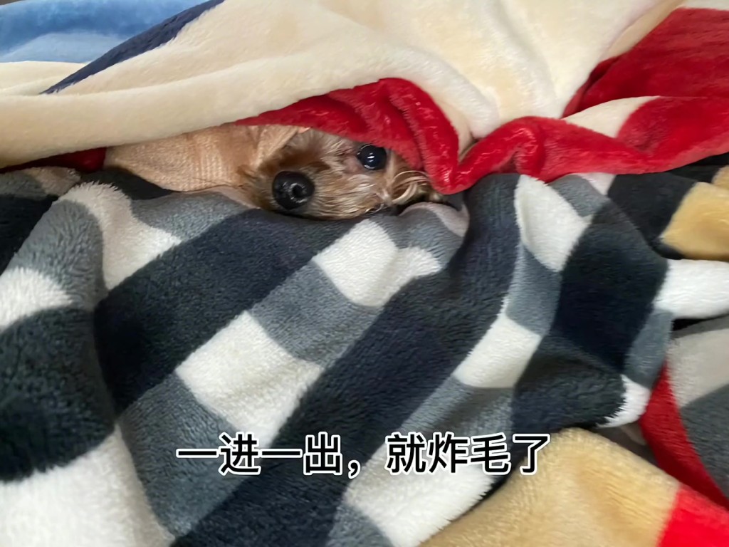 约瑟爹利惨变“炸毛海胆”的原因是毛毯？