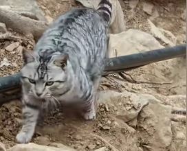 豆豆过去多次被好心游客带落山，试过一天三次自己爬上山回家。抖音