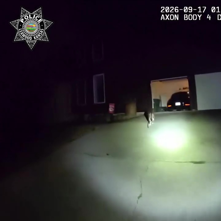 醒目汪星人深夜狂吠拦警车,引警员回家救跌倒受困3小时主人。 醒目汪星人深夜狂吠拦警车,引警员回家救跌倒受困3小时主人。