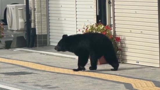 早前有野熊現岩手宮古車站外大街。X@Gt8VUlzRG7buafO 早前有野熊現岩手宮古車站外大街。X@Gt8VUlzRG7buafO