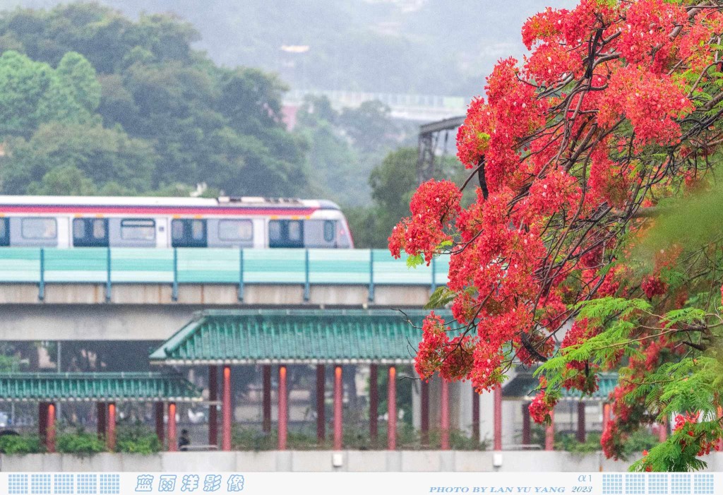 加上附近的广福桥，古色桥景配上满树红极具诗意！（图片来源：FB @ 蓝雨洋提供）