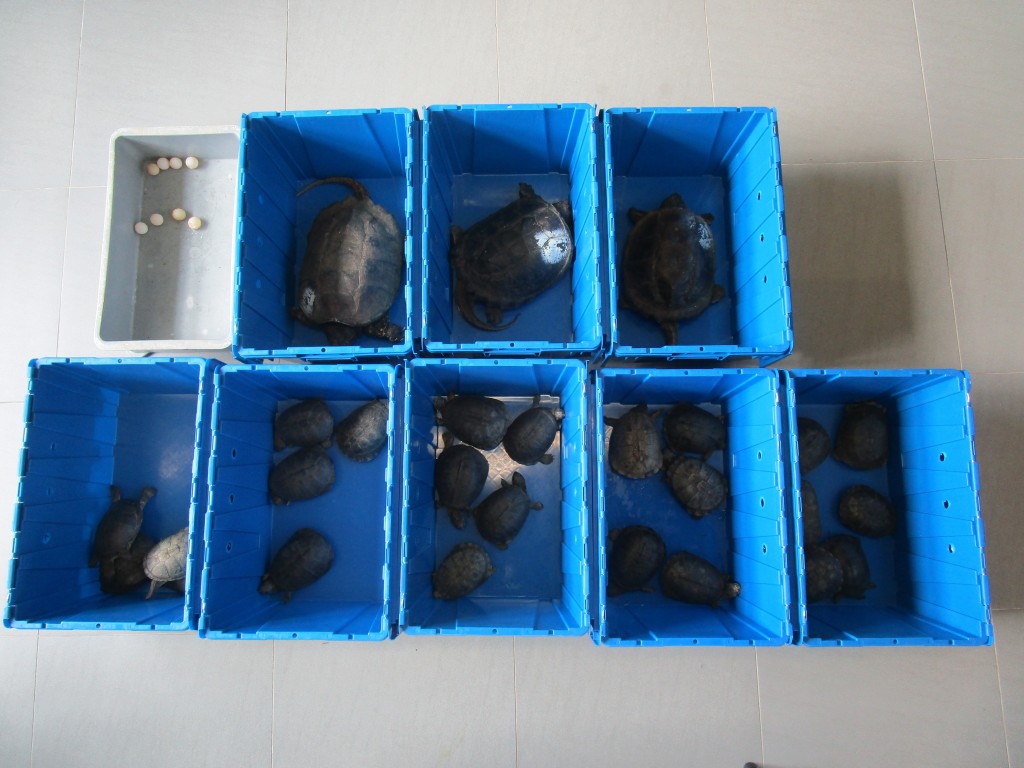 第二宗案件中檢獲的活龜及龜蛋。 第二宗案件中檢獲的活龜及龜蛋。