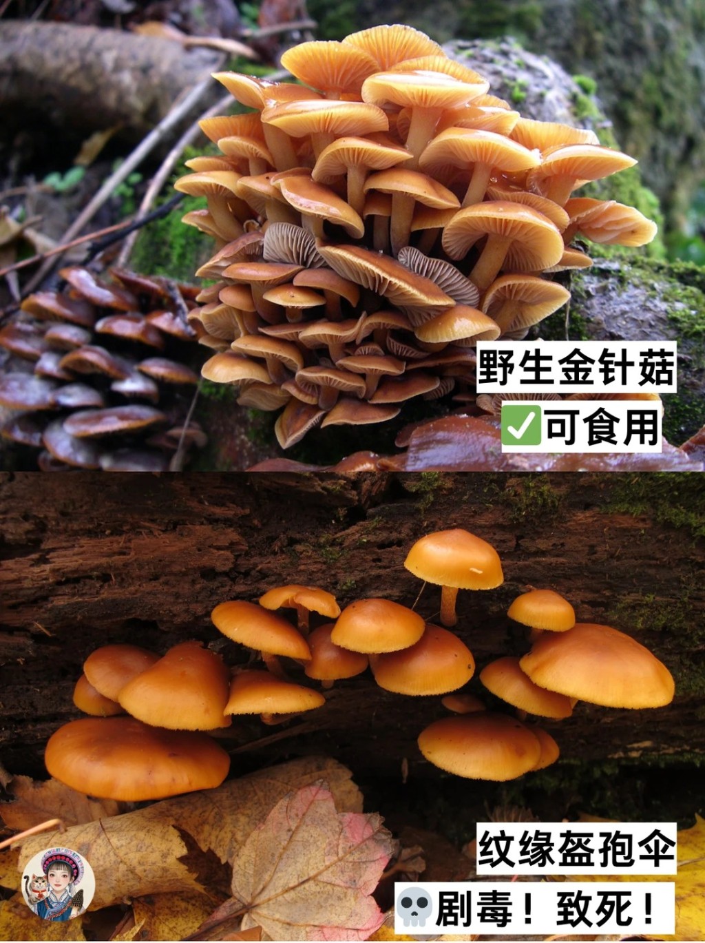 疑造成3死2傷的劇毒「條蓋盔孢傘」與野生金針菇外形相似。小紅書＠疑造成3死2傷的劇毒「條蓋盔孢傘」。小紅書＠潔雲的菌物研究所