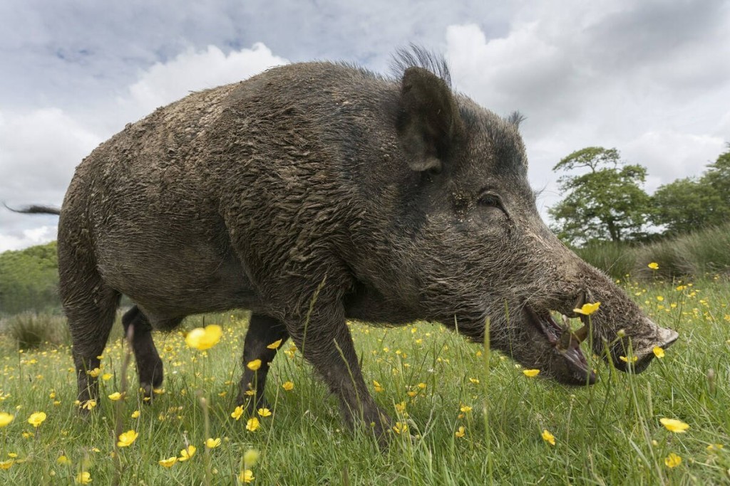 野猪现时在内地很多区域种群数量出现过高。