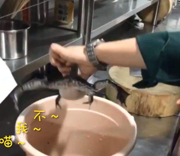 廚師從膠桶取出其中一隻牛蛙。網圖