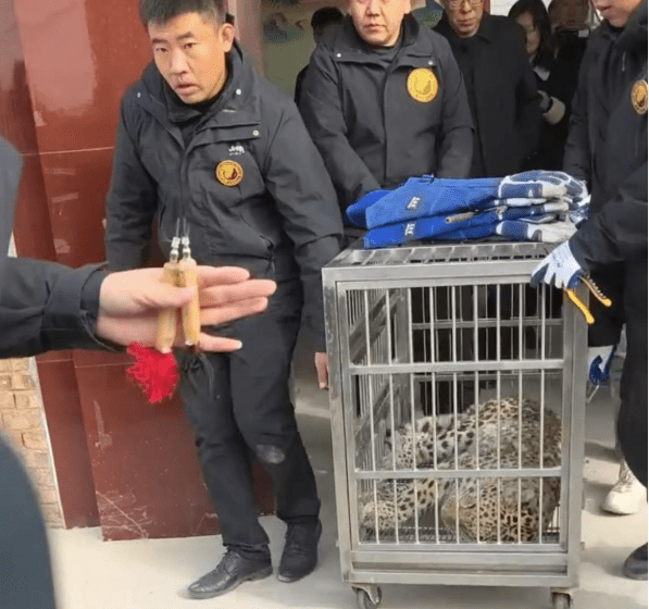 工作人員運走花豹。極目新聞