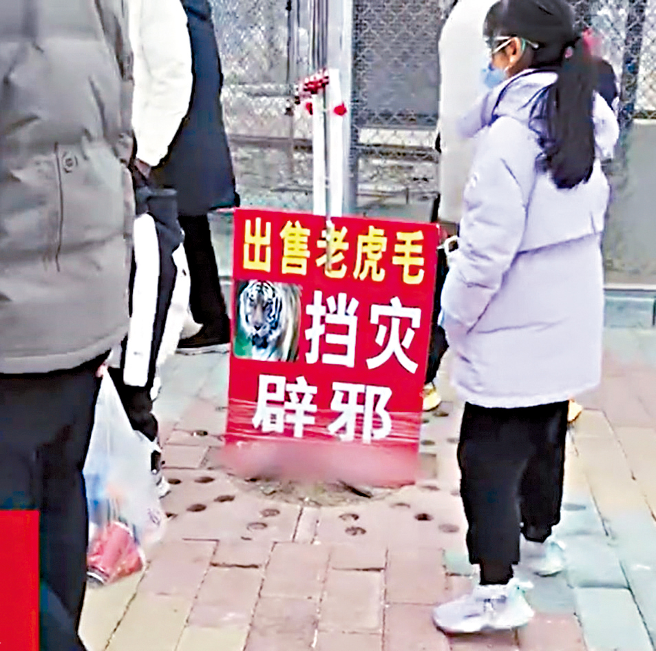 卖虎毛的广告牌引起多名游客注意。