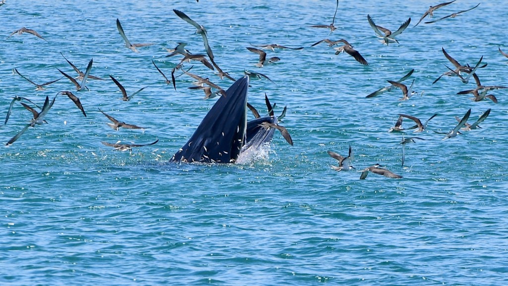 香港海域近年都有鲸鱼出没。