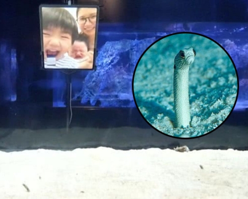 日本園鰻因疫情感「憂鬱」,水族館號召人們與其視像互動。(網圖)