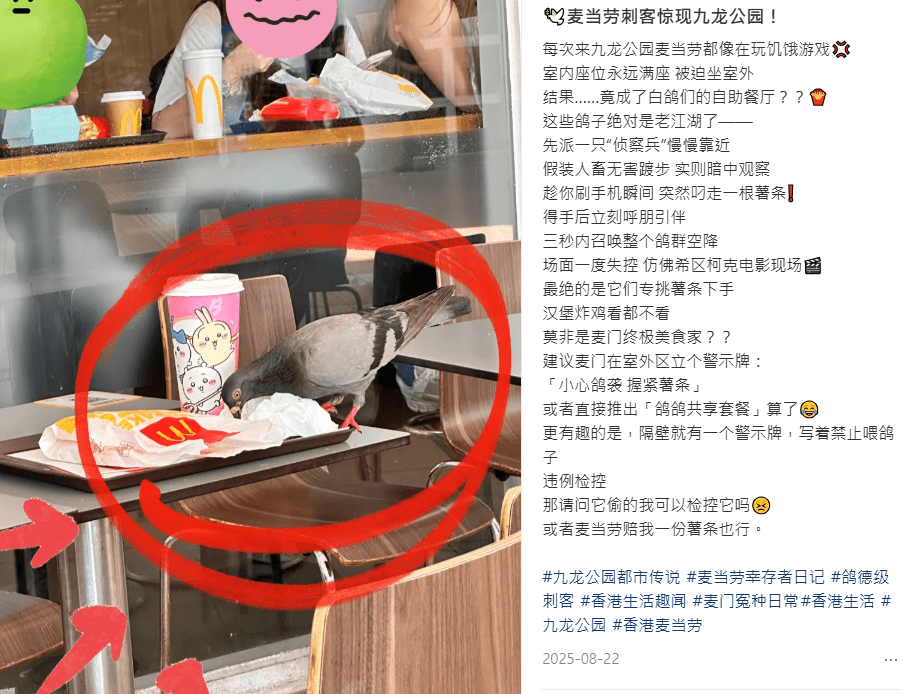 有受害人早前曾在網上發文，形容該批野鴿是「老江湖」。