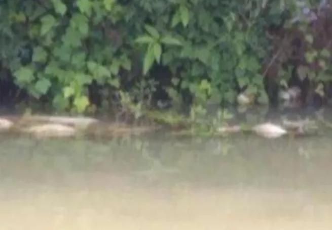 4人向將殺蟲劑倒入河中,導致22萬條魚死亡。網圖