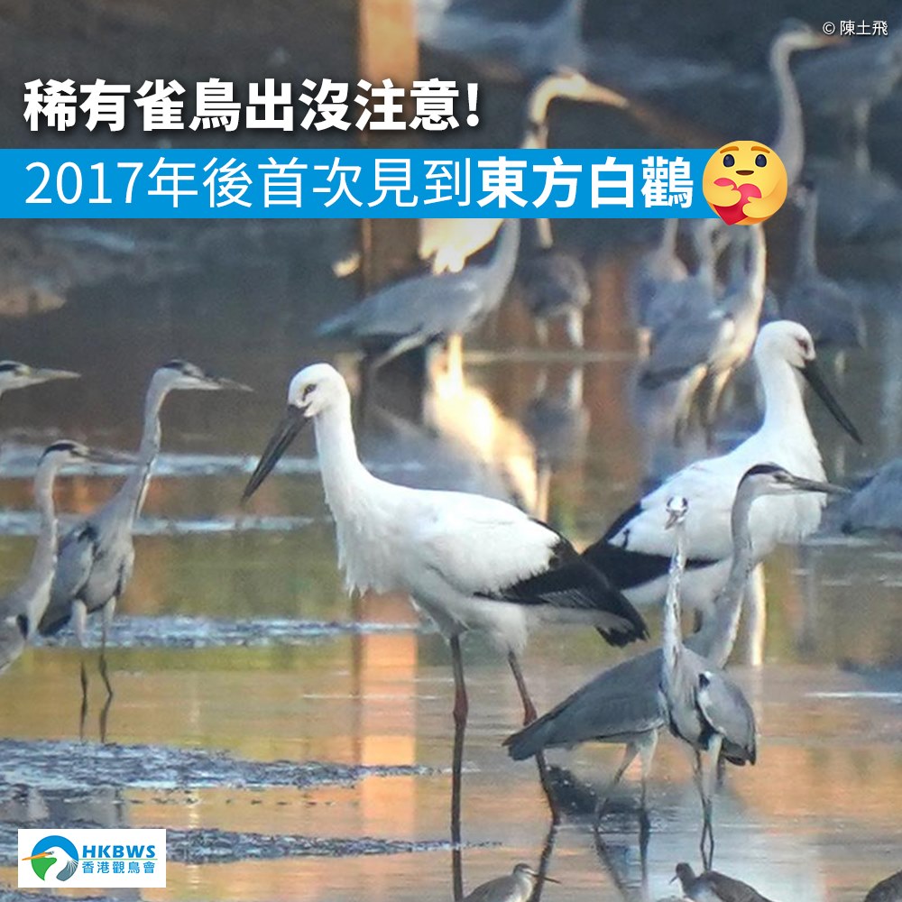 香港觀鳥會FB圖片