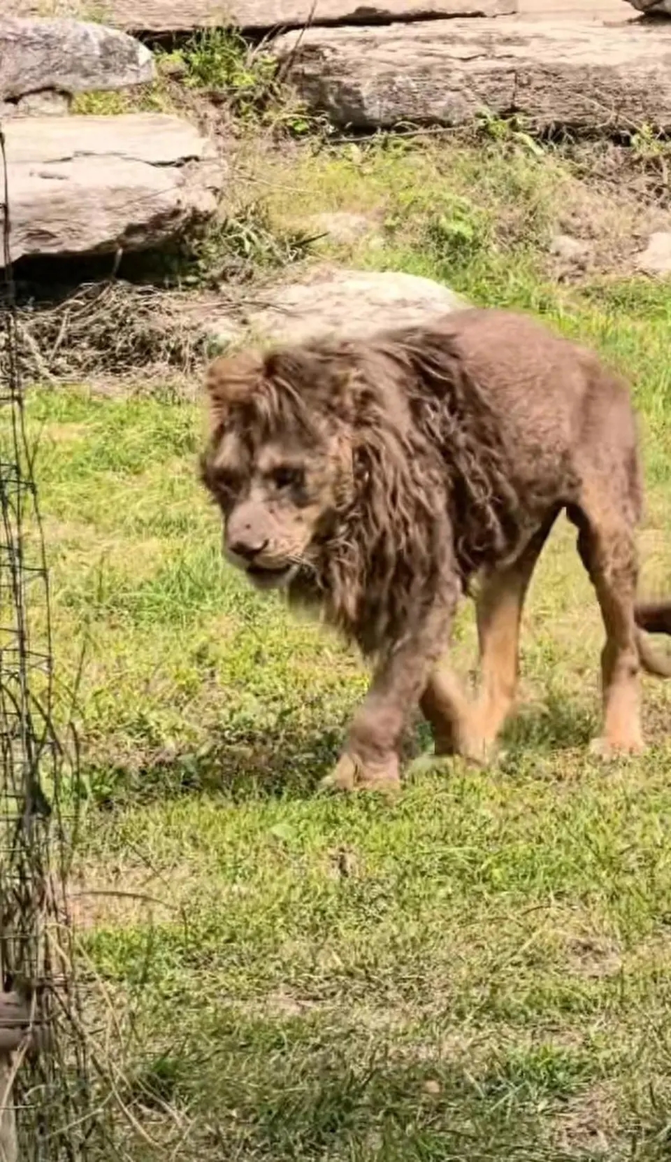 山東菏澤動植物園一隻獅子被網民形容「瘦成紙片」。 山東菏澤動植物園一隻獅子被網民形容「瘦成紙片」。