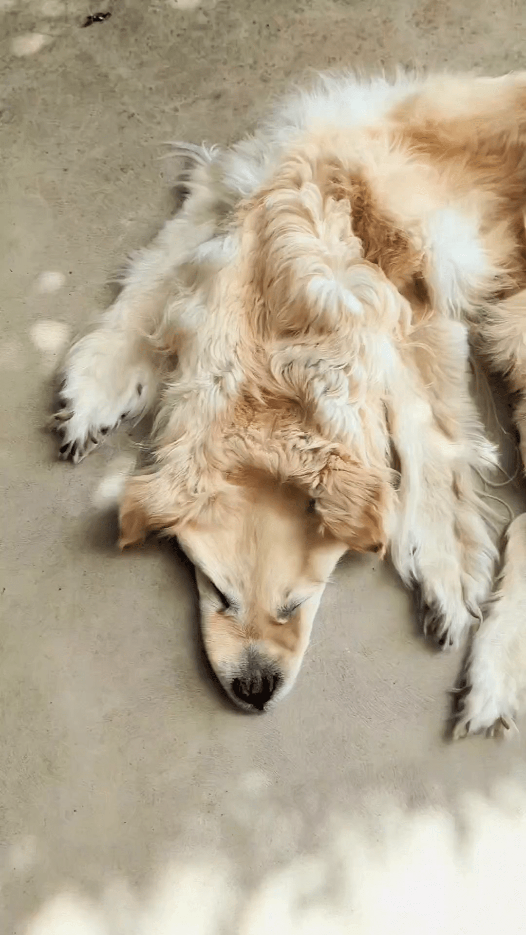 将过世爱犬做成地毯作纪念，做法不是人人接受得了。