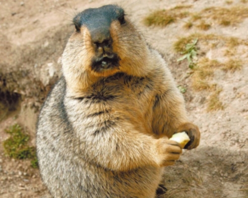 消息指该名6岁童曾接触土拨鼠。新华社