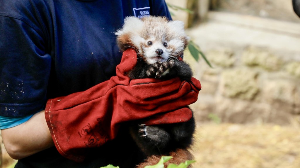 英國愛丁堡動物園3個月大的小熊貓寶寶Roxie懷疑被煙火嚇死。Edinburgh Zoo