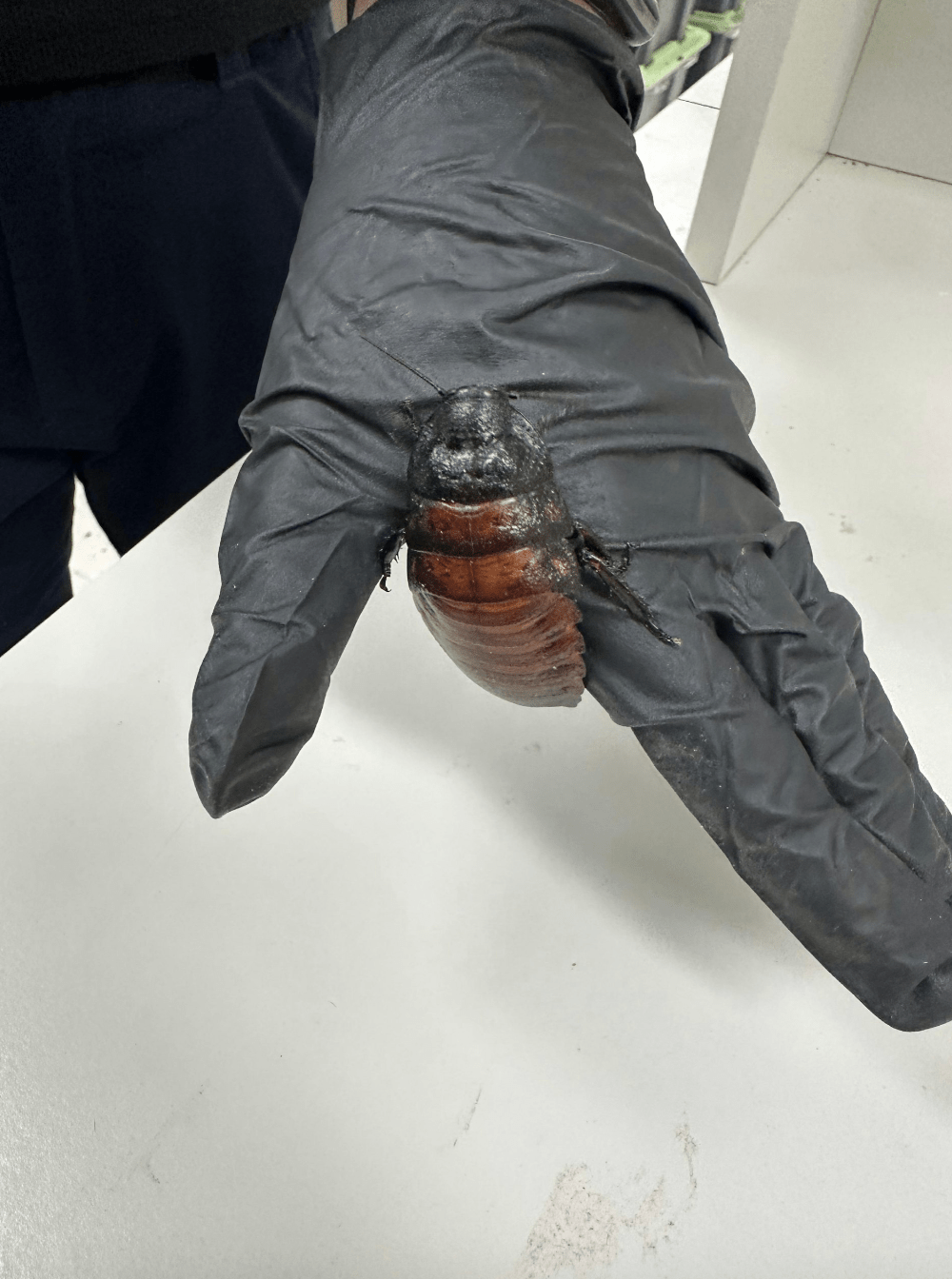 澳洲當局破獲一處商業養殖場，在現場起獲超過10萬隻非法繁殖的外來珍奇蟑螂。澳洲氣候變遷、能源、環境與水資源部 