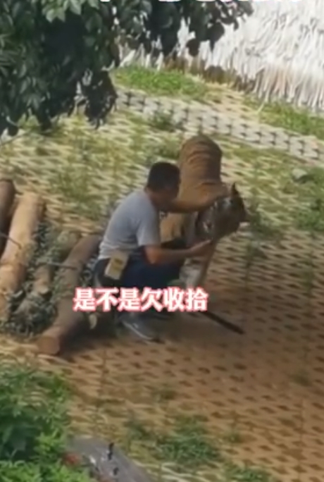 男子見老虎靠近,一手將牠推開。網圖