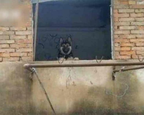 牧羊犬每日隔窗等候主人。網圖