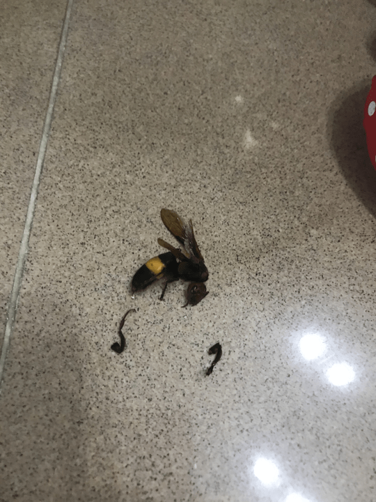 最後拍死黃蜂收場。網圖