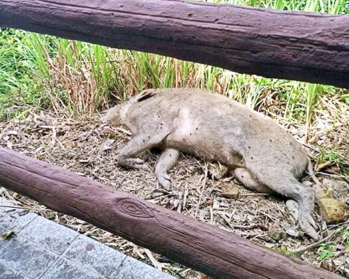 香港野豬關注組FB圖片