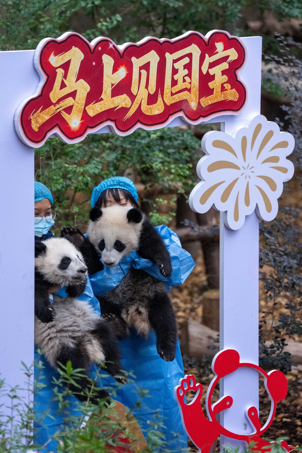 在成都大熊猫繁育研究基地，2025级新生大熊猫幼崽亮相新春主题活动。 中新社/新华社