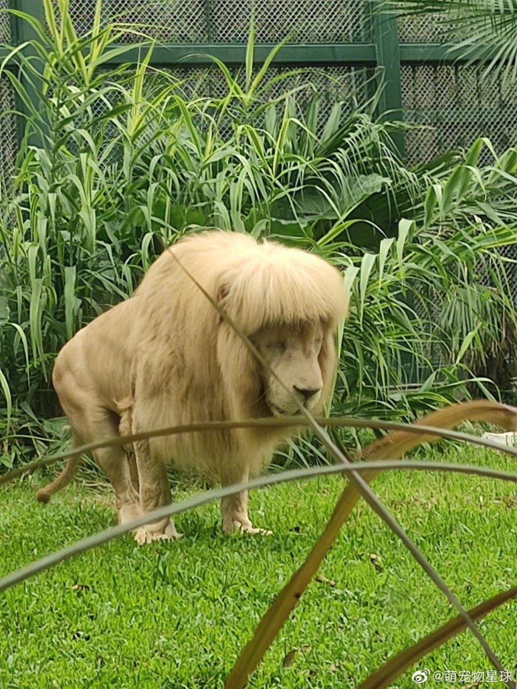 廣州一隻動物園獅子留「齊陰」，引起熱議。微博網圖