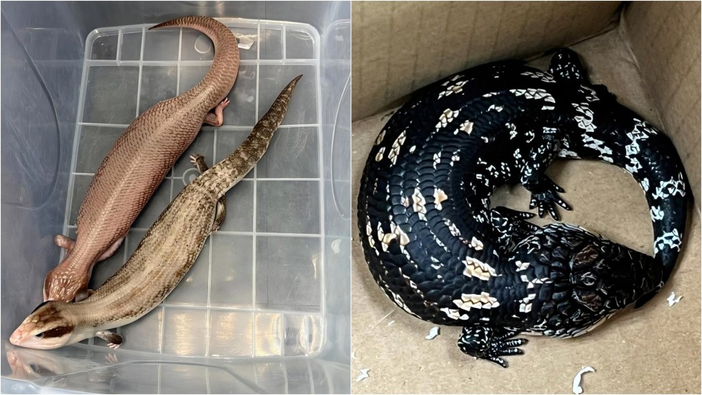 海關查深圳灣入境貨車 揭電腦袋藏44隻走私活蜥蜴 大部分屬瀕危