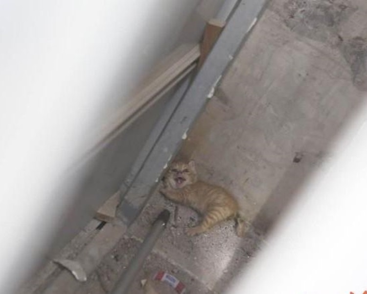 小貓被困在柱子裡。