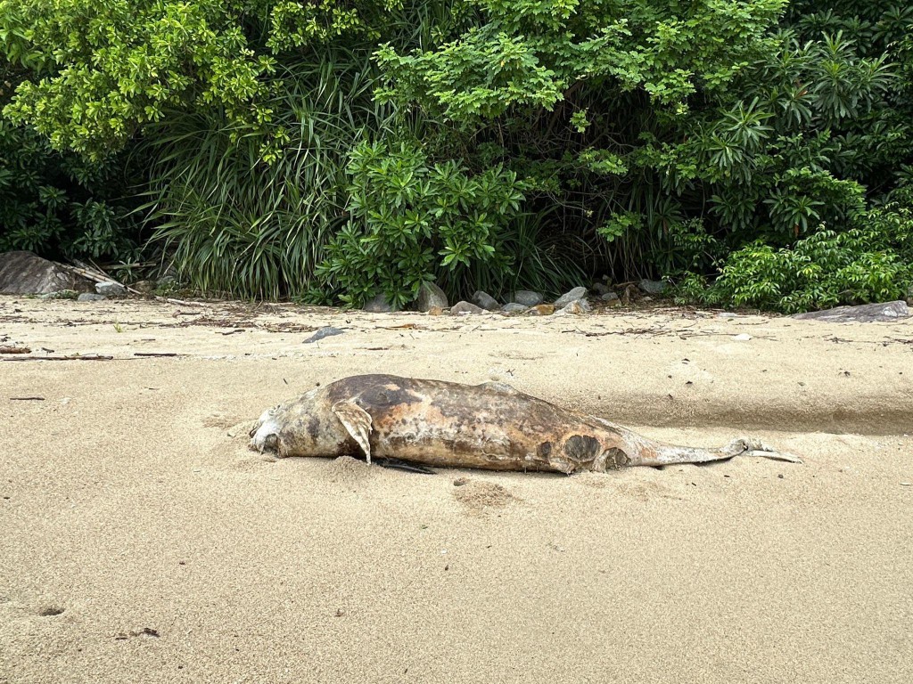 大嶼山上長沙泳灘發現一條江豚屍體。香港海洋公園保育基金提供
