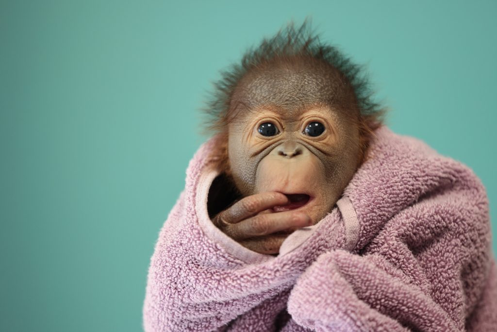 近日在都柏林動物園出生的紅毛猩猩寶寶，尚未改名。 Dublin Zoo