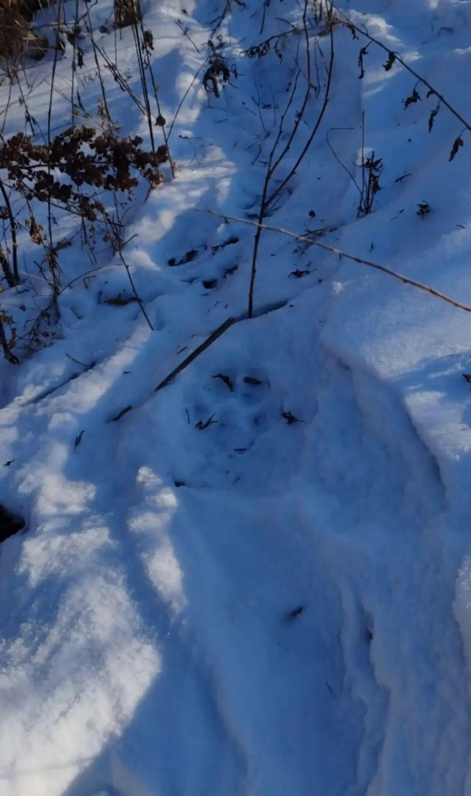 吉林有野生老虎闖入村內，叼走一隻家犬，只吃剩白骨。瀟湘晨報