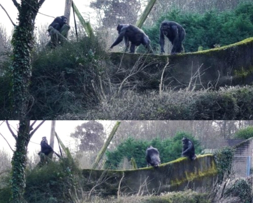 動物園黑猩猩用樹枝造梯翻牆逃跑。網上圖片