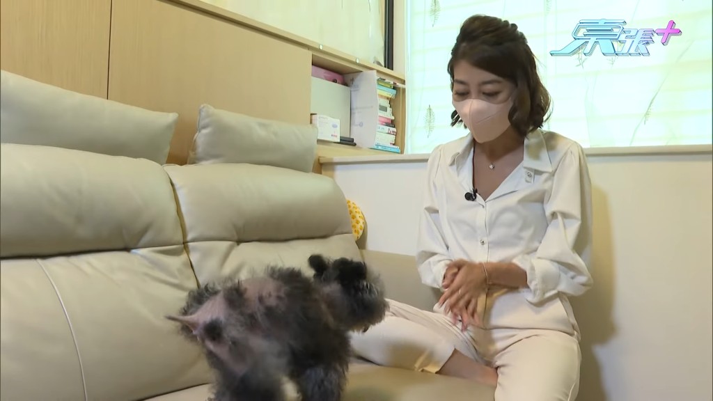 狗主讲述丈夫带8岁大的贵妇狗Hana去宠物店冲凉发生事故。