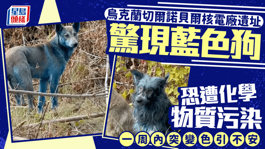 烏克蘭切爾諾貝爾核電廠現「藍色狗」 疑接觸化學物引不安