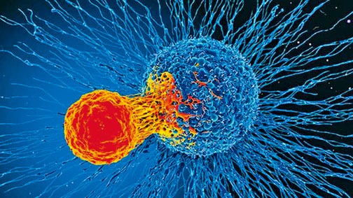 T細胞(左)攻擊癌細胞的電腦繪圖。　