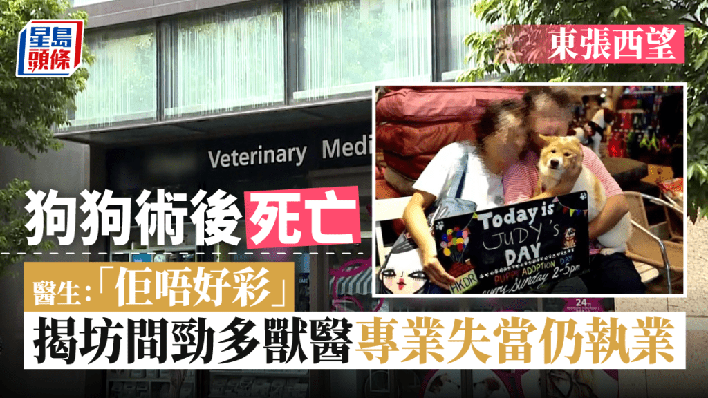 東張西望丨知名動物醫療中心隱瞞獸醫曾專業失當? 疑醫死狗狗解釋:佢唔好彩