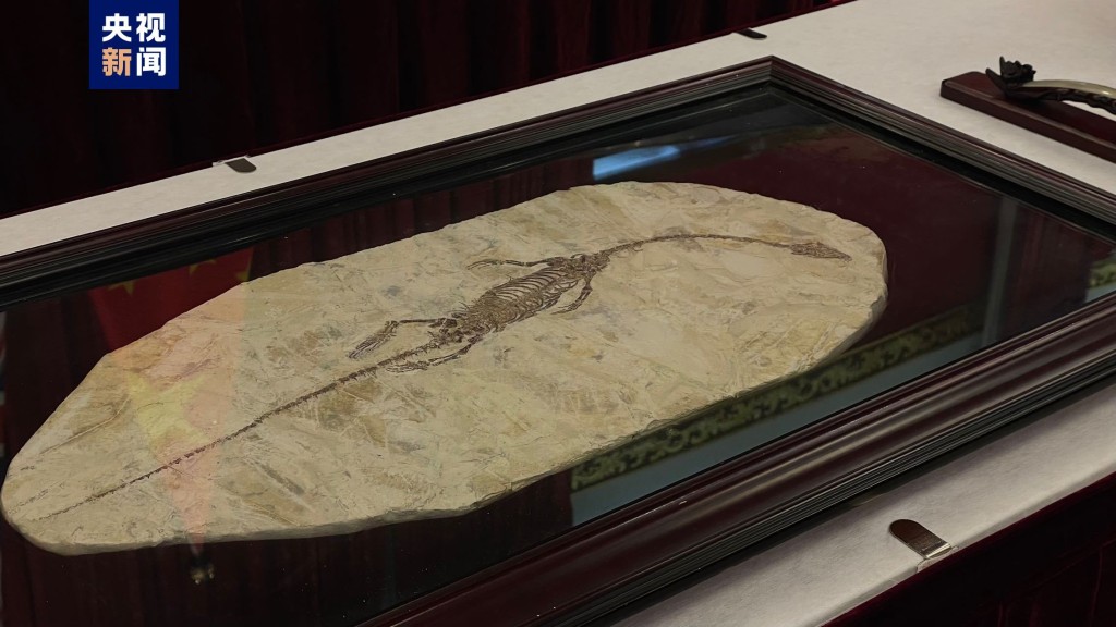潜龙化石属于晚侏罗世到早白垩世的恐龙化石。央视