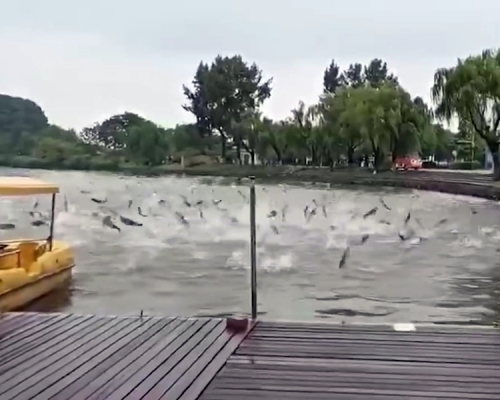 南京玄武湖公園現群魚跳躍奇觀。(網圖)
