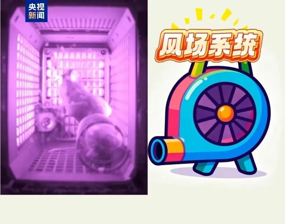 4隻太空小鼠返回地球,感覺良好。 4隻太空小鼠返回地球,感覺良好。