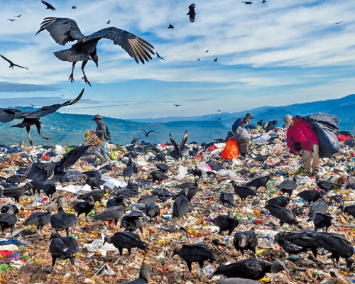 貧民在垃圾場拾荒之際，有禿鷹從空中俯衝而下搶食。