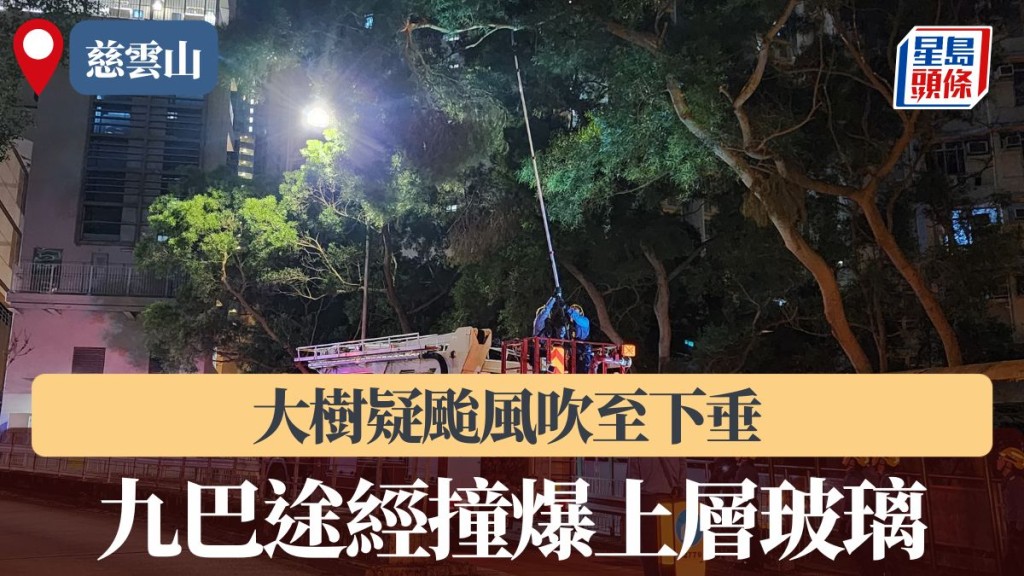 慈雲山大樹疑颱風吹至下垂 九巴途經撞爆上層玻璃