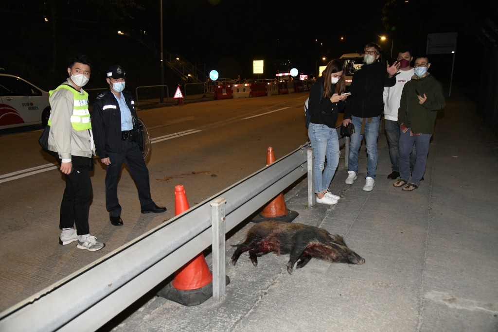 市民見野豬遭野狗襲擊，牠負傷倒臥在行人路上。李家傑攝